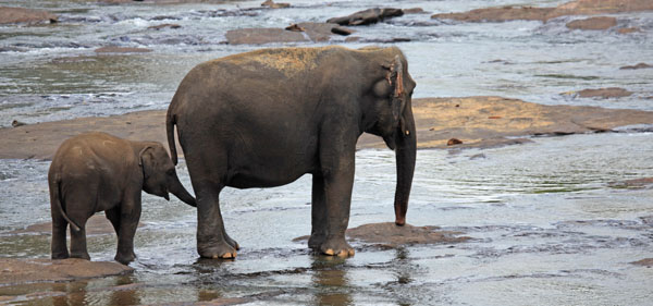 Moeder olifant met jong